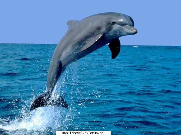 Delfin - Desi..am o teama cand vine vorba de mari si - ~● Animale ●~