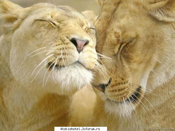 Leii - Moama..iubesc felinele - ~● Animale ●~