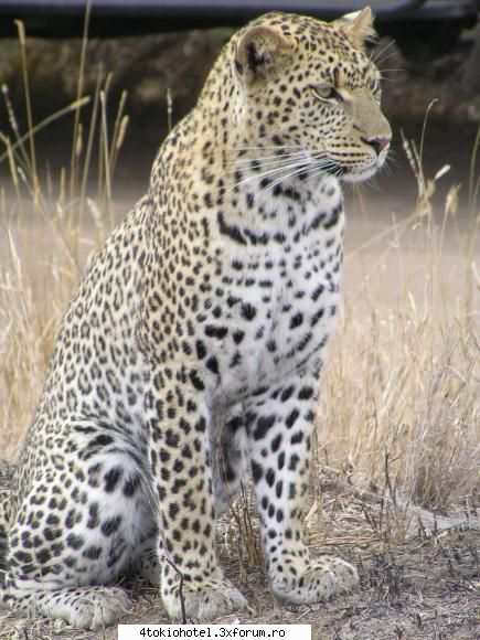 Leopard - si asta-i dragut - ~● Animale ●~