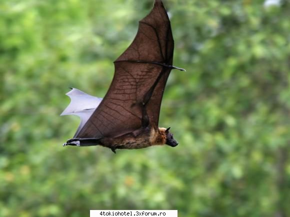 Lilieci - Marele liliac frugivor (Pteropus giganteus) - ~● Animale ●~