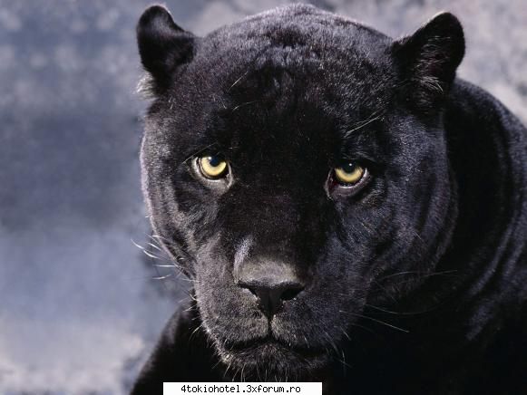 Pantera Neagra - Animalul meu preferat..de mica..O ADOR - ~● Animale ●~