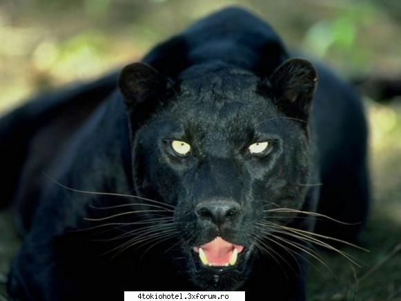 Pantera Neagra - le adoooooooooooooooor - ~● Animale ●~
