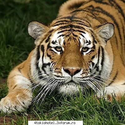 Tigrii - ♪ღ�ħγρή�τ♪�Θρτ��η�ღ - ~● Animale ●~