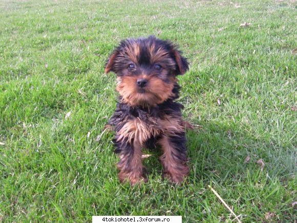Yorkshir Terrier - ♪ღ�ħγρή�τ♪�Θρτ��η�ღ - ~● Animale ●~